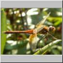 Sympetrum flaveolum - Gefleckte Heidelibelle m01.jpg